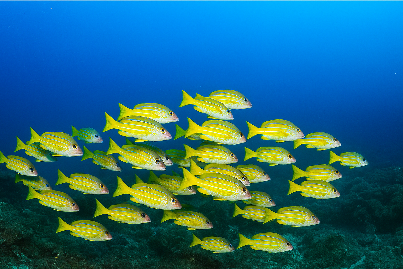 魚群の協調行動