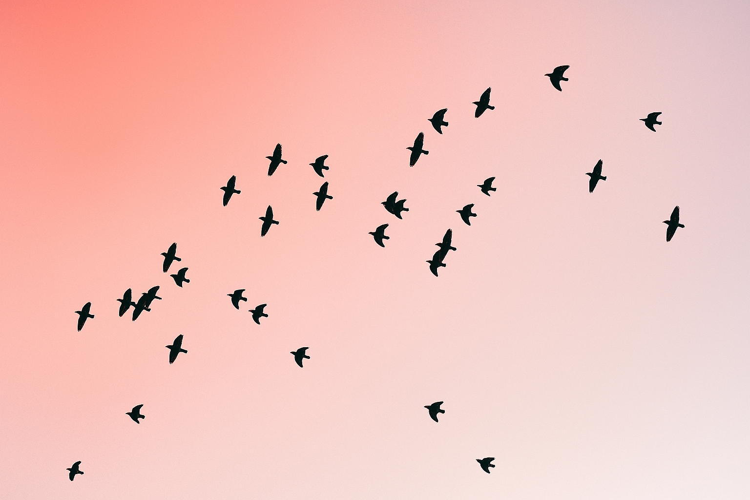 鳥の群れの行動
